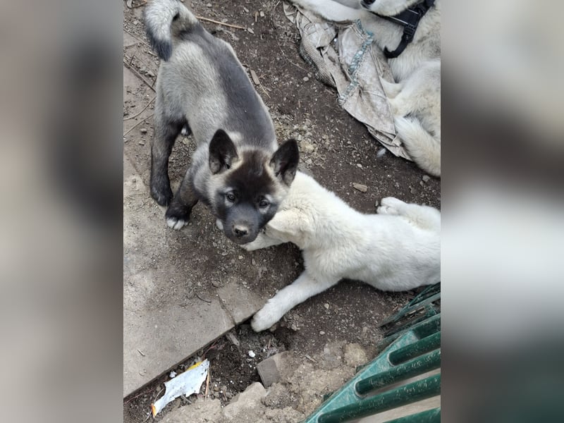 Akita - Husky Welpe