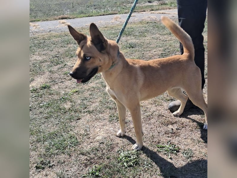 Noxi 9kg Goldstück