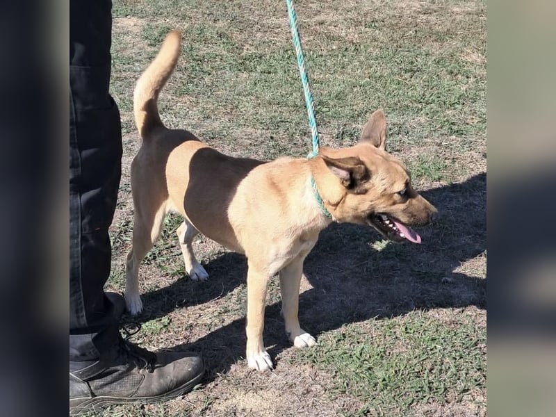 Noxi 9kg Goldstück