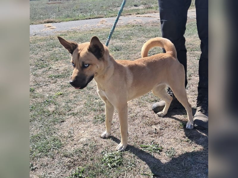 Noxi 9kg Goldstück