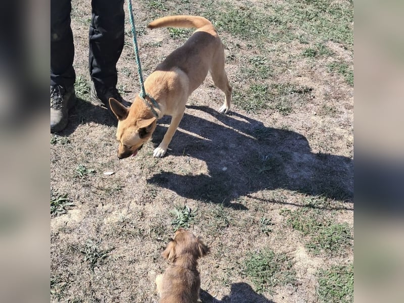 Noxi 9kg Goldstück