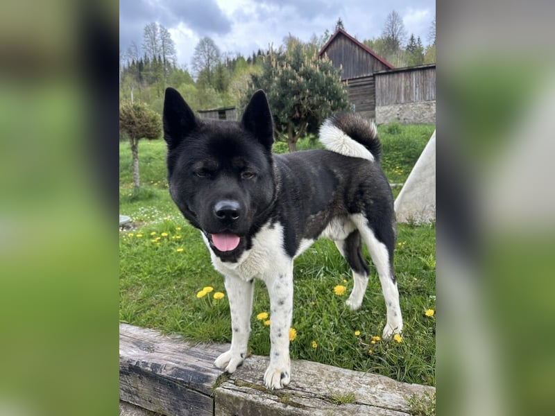 HACHI verliert alles