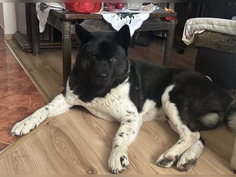 HACHI verliert alles