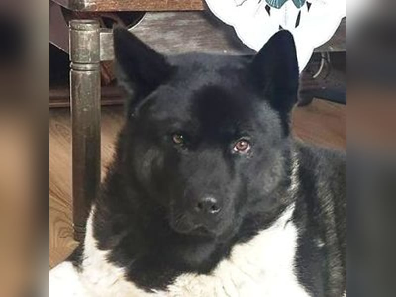 HACHI verliert alles