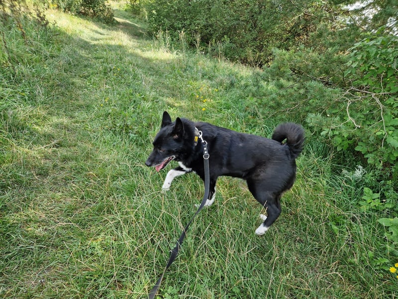 Elvis - Akita-Mischling