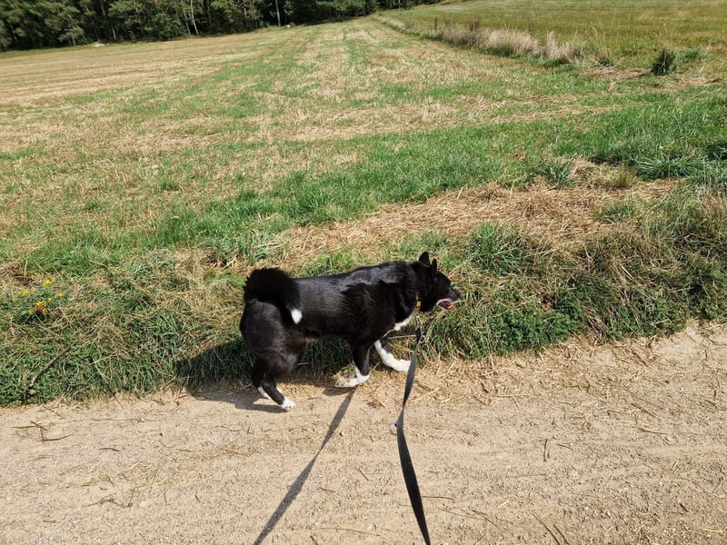 Elvis - Akita-Mischling