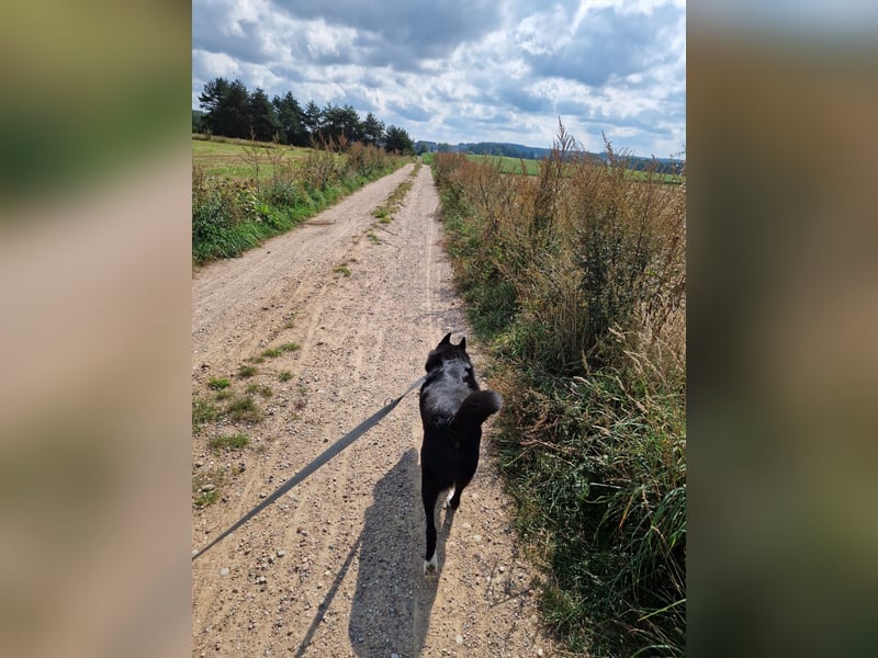Elvis - Akita-Mischling