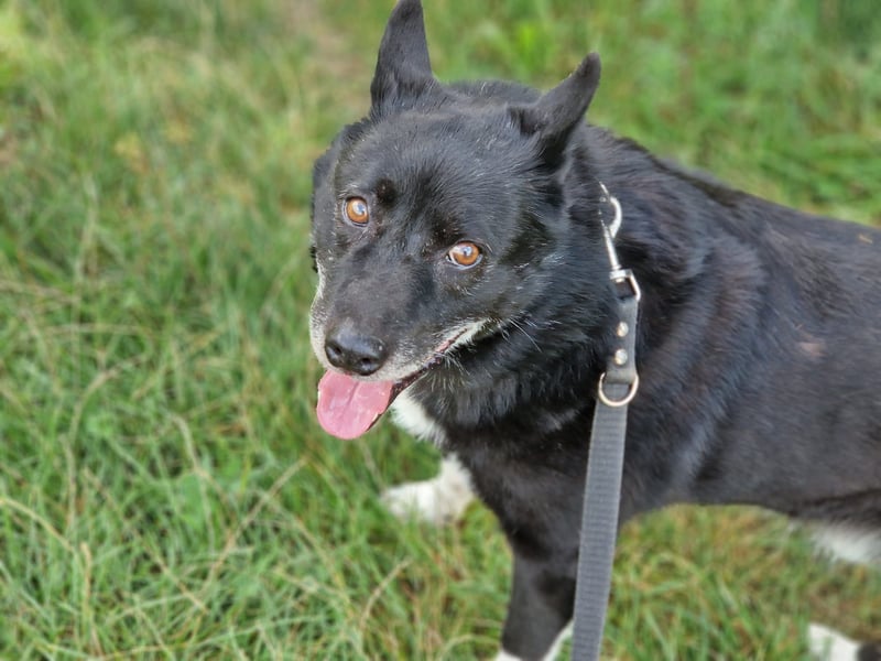 Elvis - Akita-Mischling