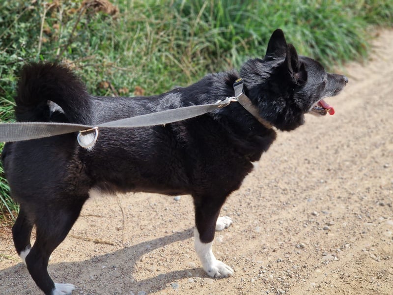 Elvis - Akita-Mischling