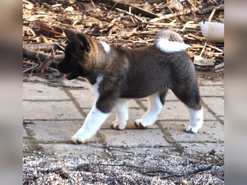 American Akita Welpe (Rüde)
