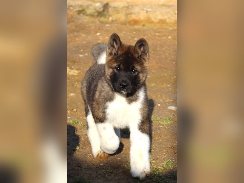 American Akita Welpe (Rüde)