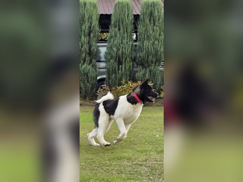 Niagara – Die zukünftige Championin sucht ihr Zuhause