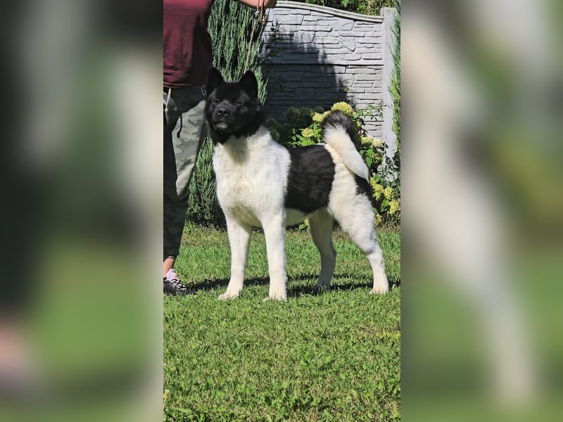 Niagara – Die zukünftige Championin sucht ihr Zuhause