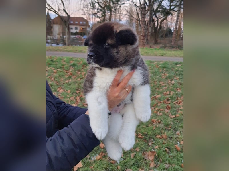Amerikanische Akita-Welpen
