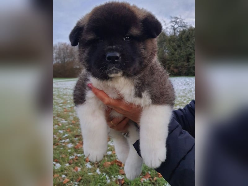 Amerikanische Akita-Welpen