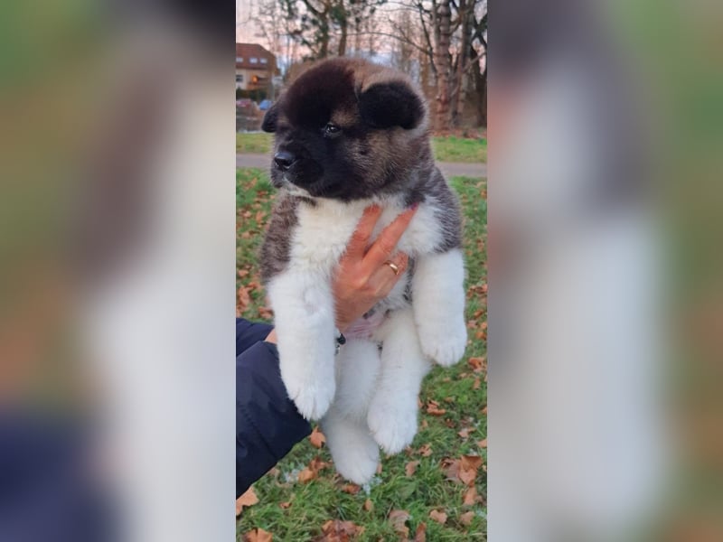 Amerikanische Akita-Welpen