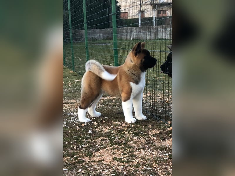 American Akita Welpen