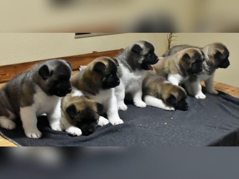 American Akita Welpen