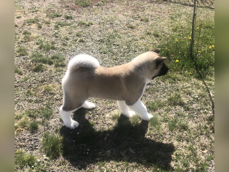 American Akita Welpen