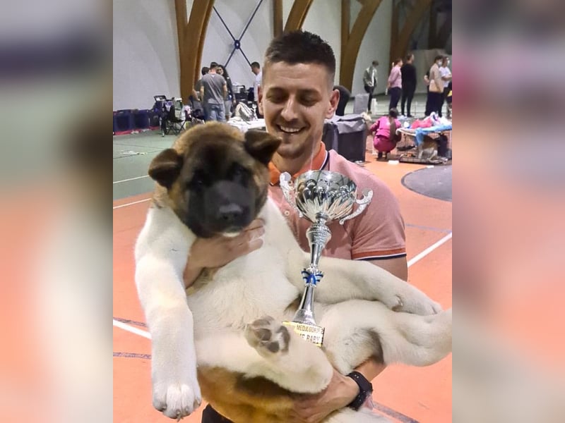 American Akita Welpen