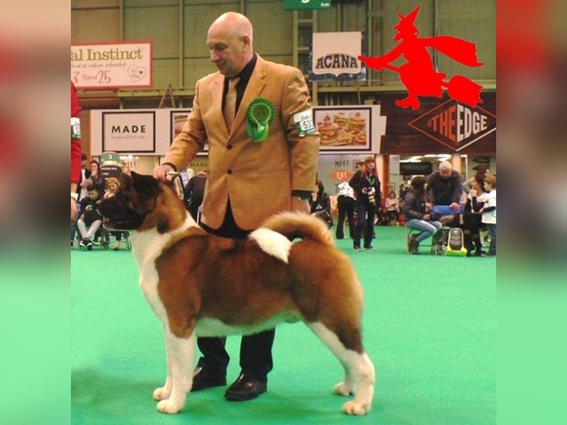 American Akita Welpen