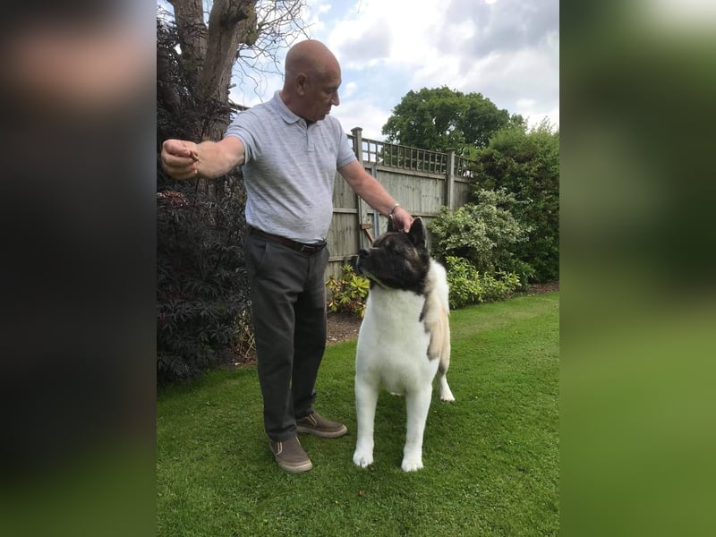 American Akita Welpen