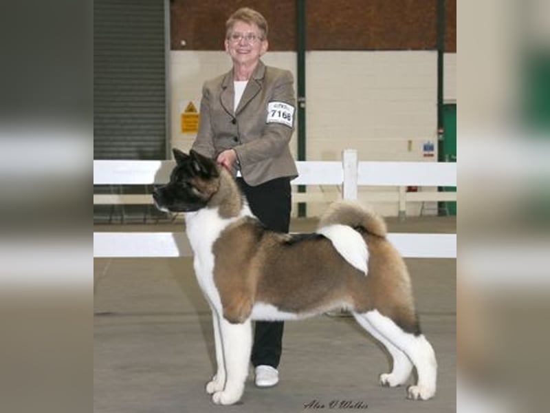 American Akita Welpen