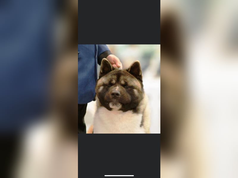 American Akita Welpen