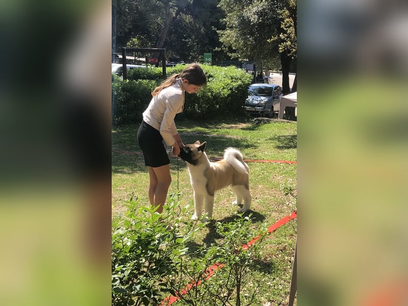 American Akita Welpen