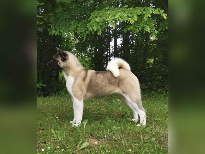American Akita Welpen