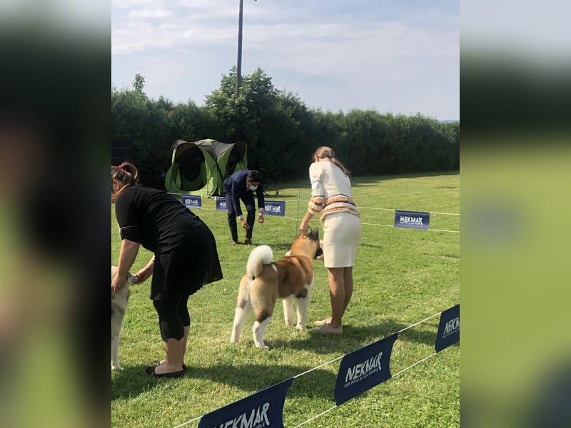 American Akita Welpen