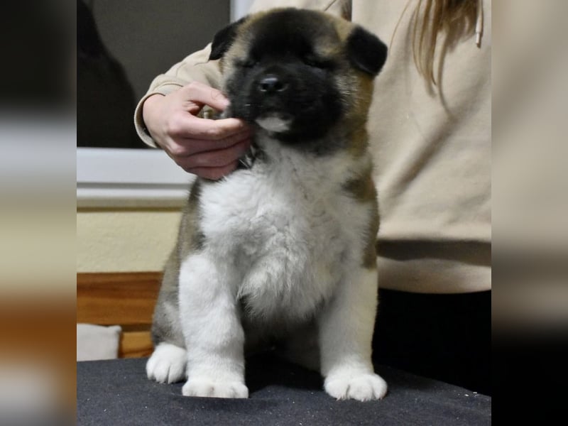 American Akita Welpen