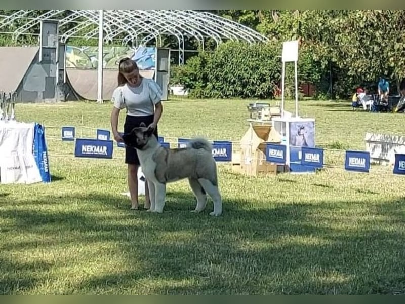 American Akita Welpen