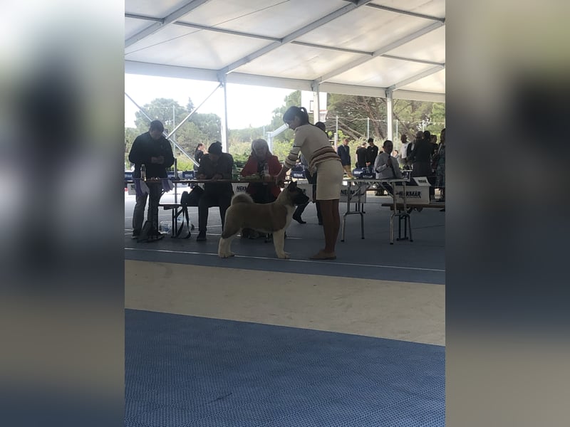 American Akita Welpen