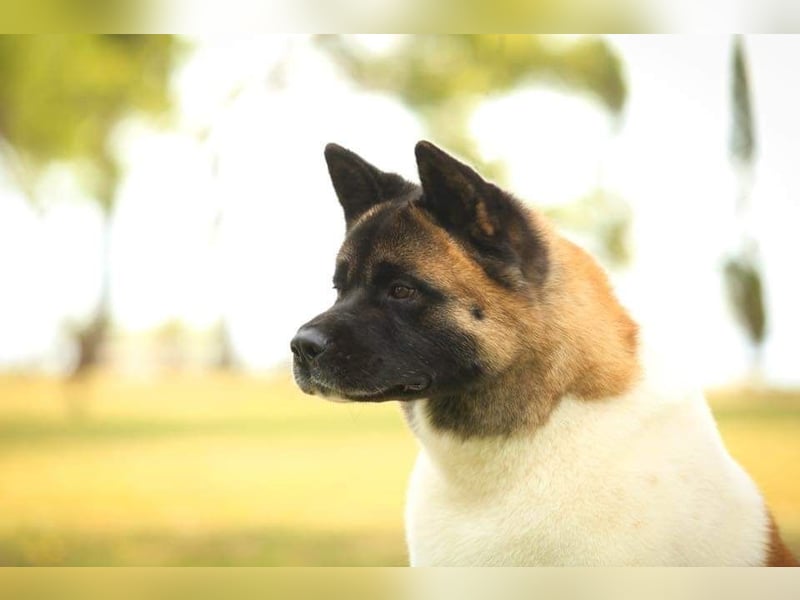 American Akita Welpen