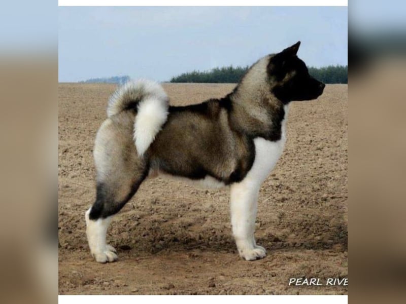 American Akita Welpen