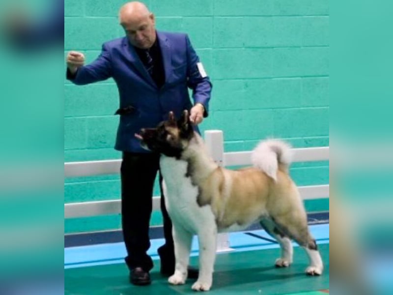 American Akita Welpen