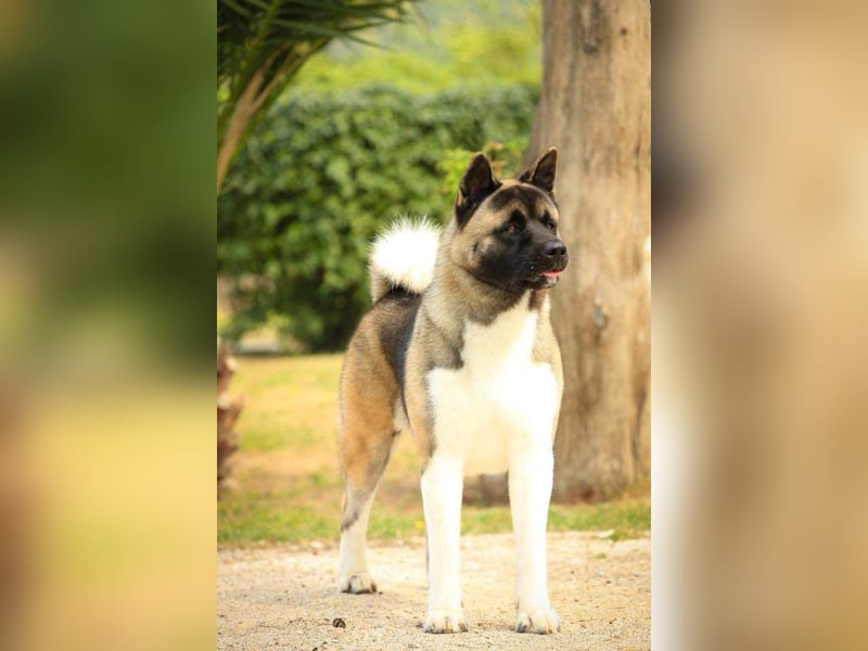 American Akita Welpen