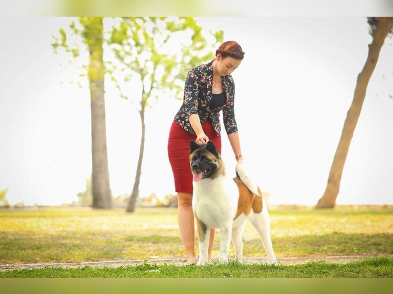 American Akita Welpen