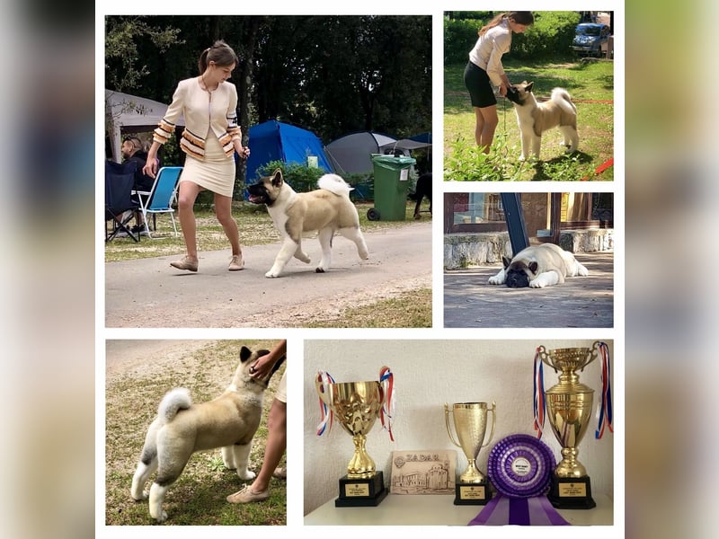 American Akita Welpen