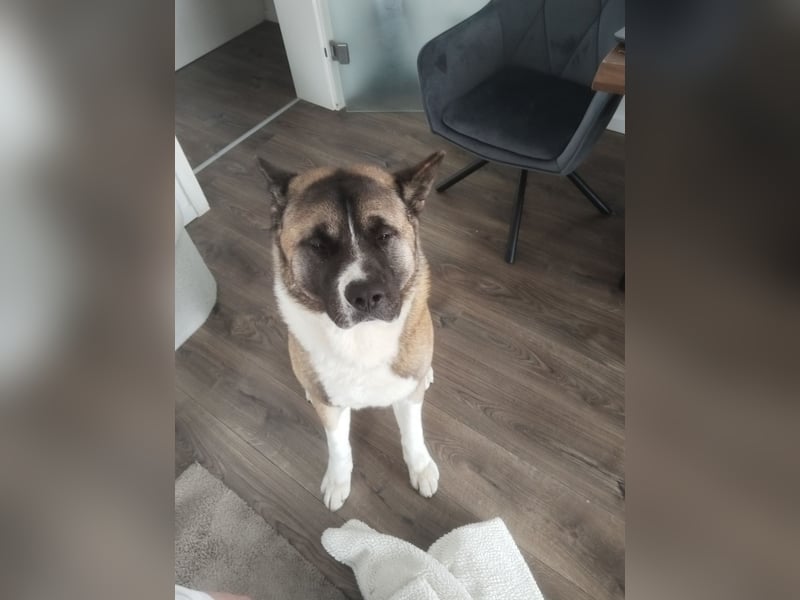 American Akita „Mrva" sucht liebevolles neues Zuhause