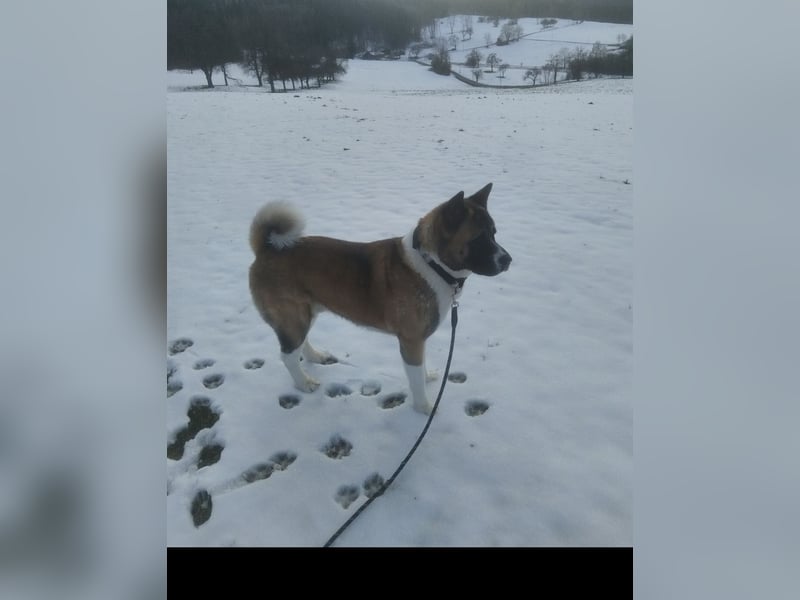 American Akita „Mrva" sucht liebevolles neues Zuhause