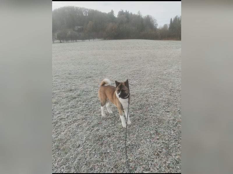 American Akita „Mrva" sucht liebevolles neues Zuhause