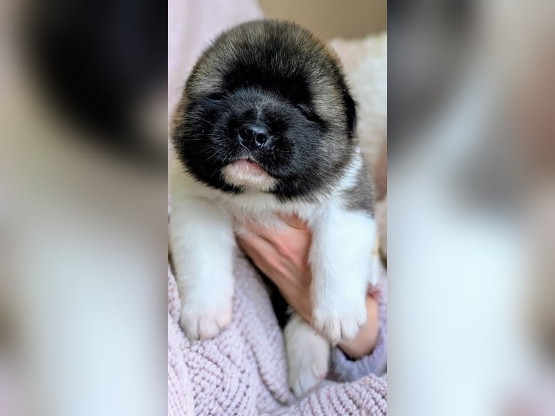 Prachtvolle American Akita Welpen aus VDH/FCI-Zucht
