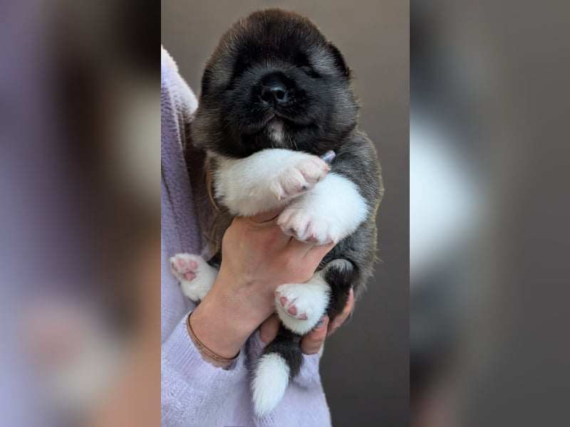 Prachtvolle American Akita Welpen aus VDH/FCI-Zucht