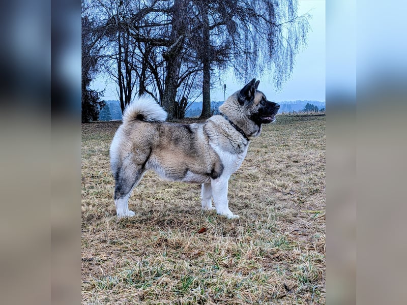 Prachtvolle American Akita Welpen aus VDH/FCI-Zucht