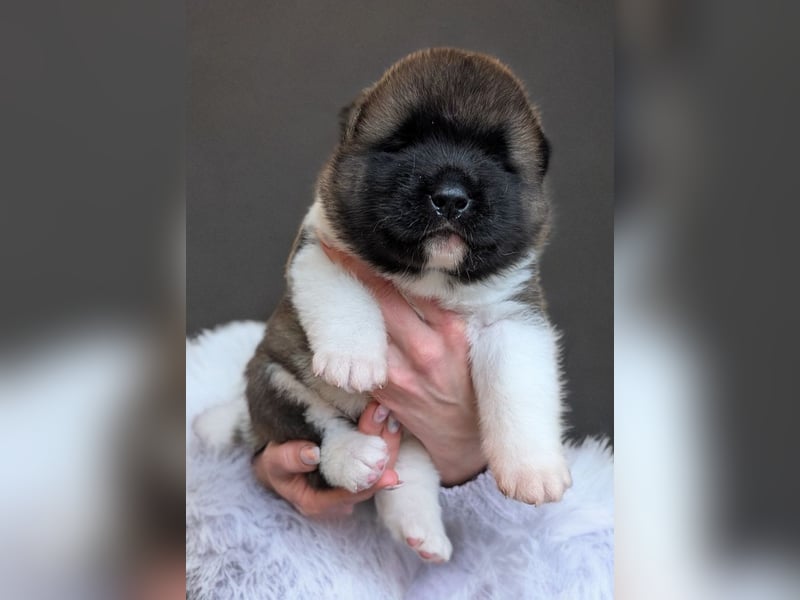 Prachtvolle American Akita Welpen aus VDH/FCI-Zucht