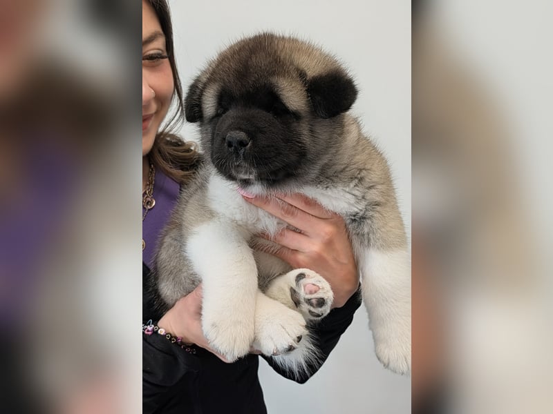 Prachtvolle American Akita Welpen aus VDH/FCI-Zucht