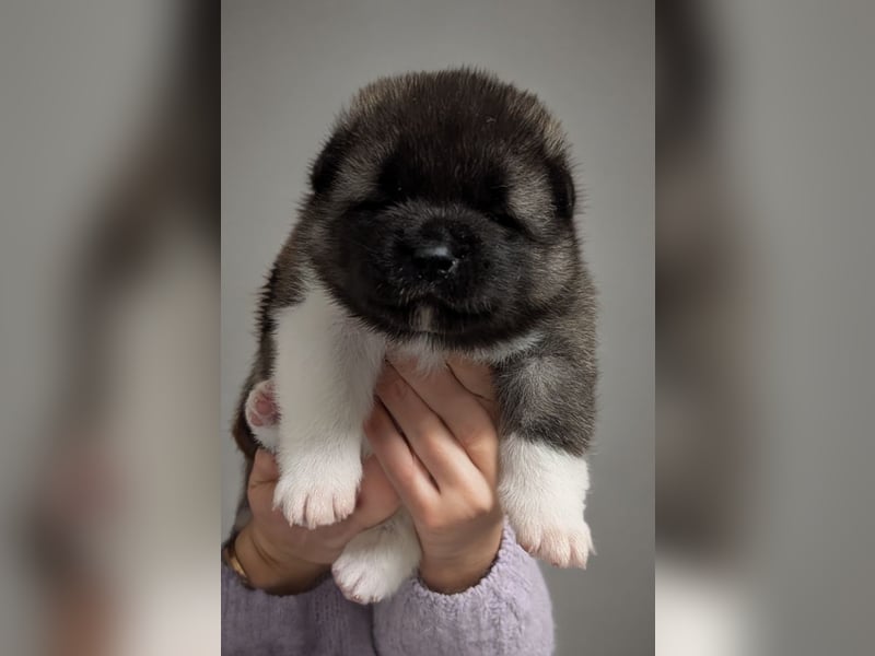 Prachtvolle American Akita Welpen aus VDH/FCI-Zucht