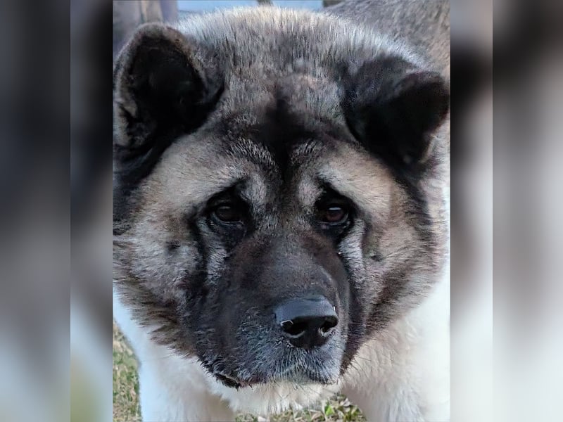 Prachtvolle American Akita Welpen aus VDH/FCI-Zucht